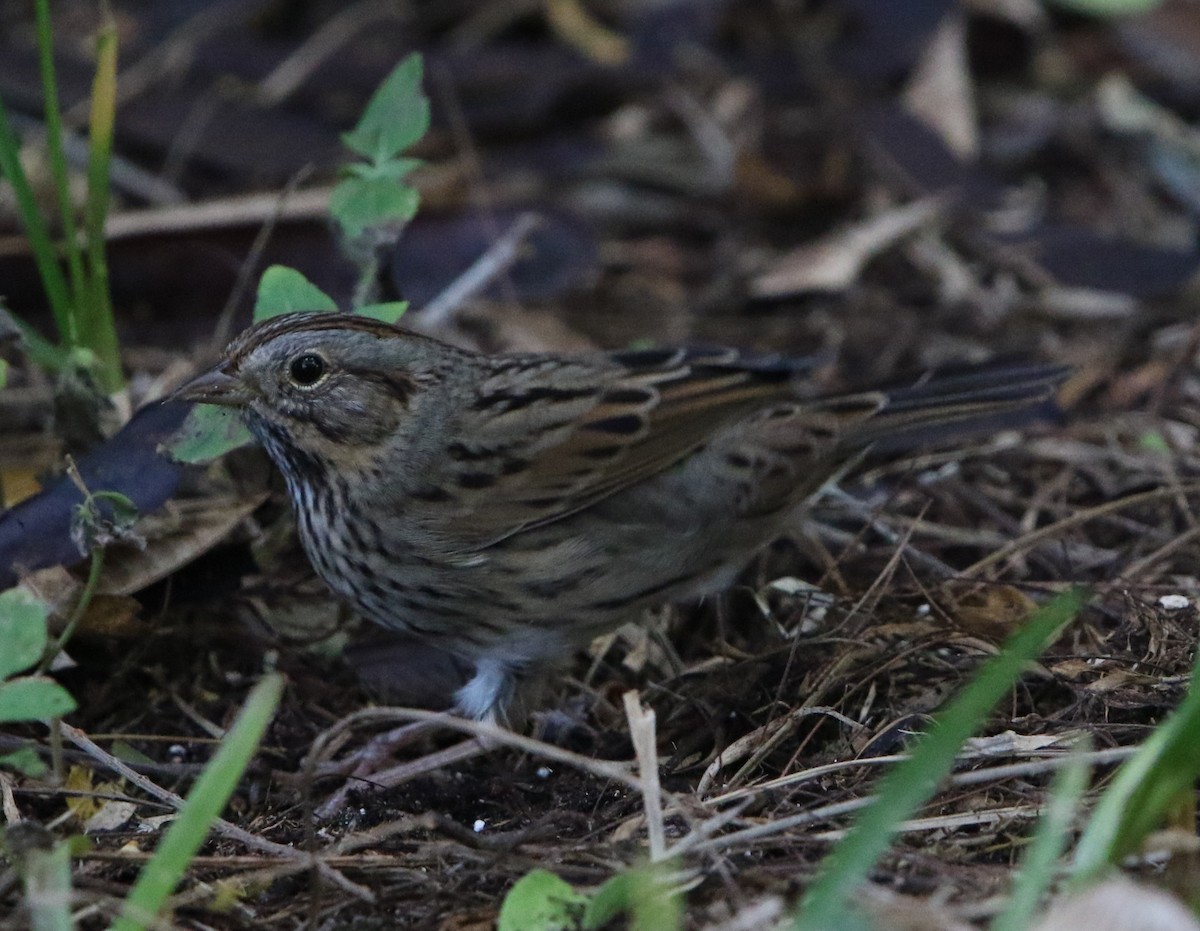 Lincoln's Sparrow - ML645466862