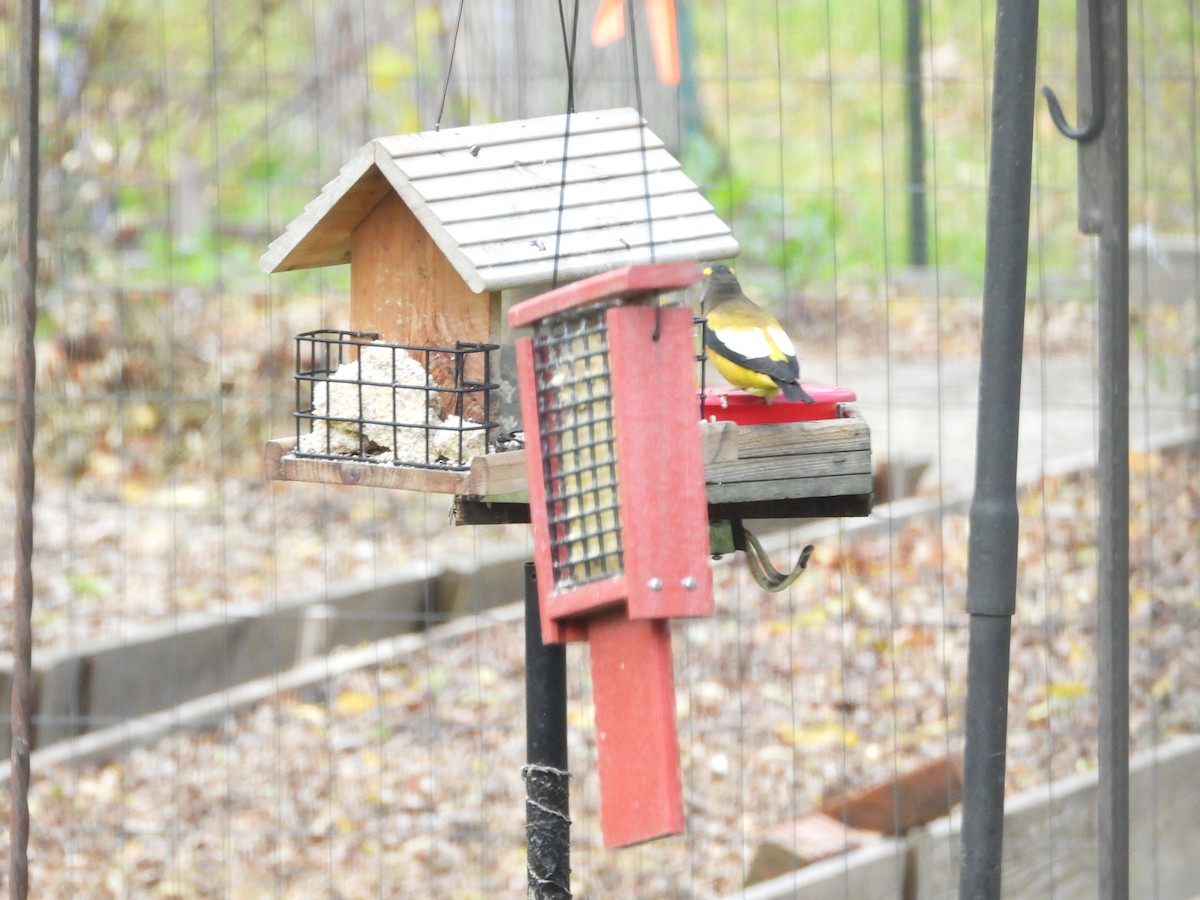 Evening Grosbeak - ML645466869