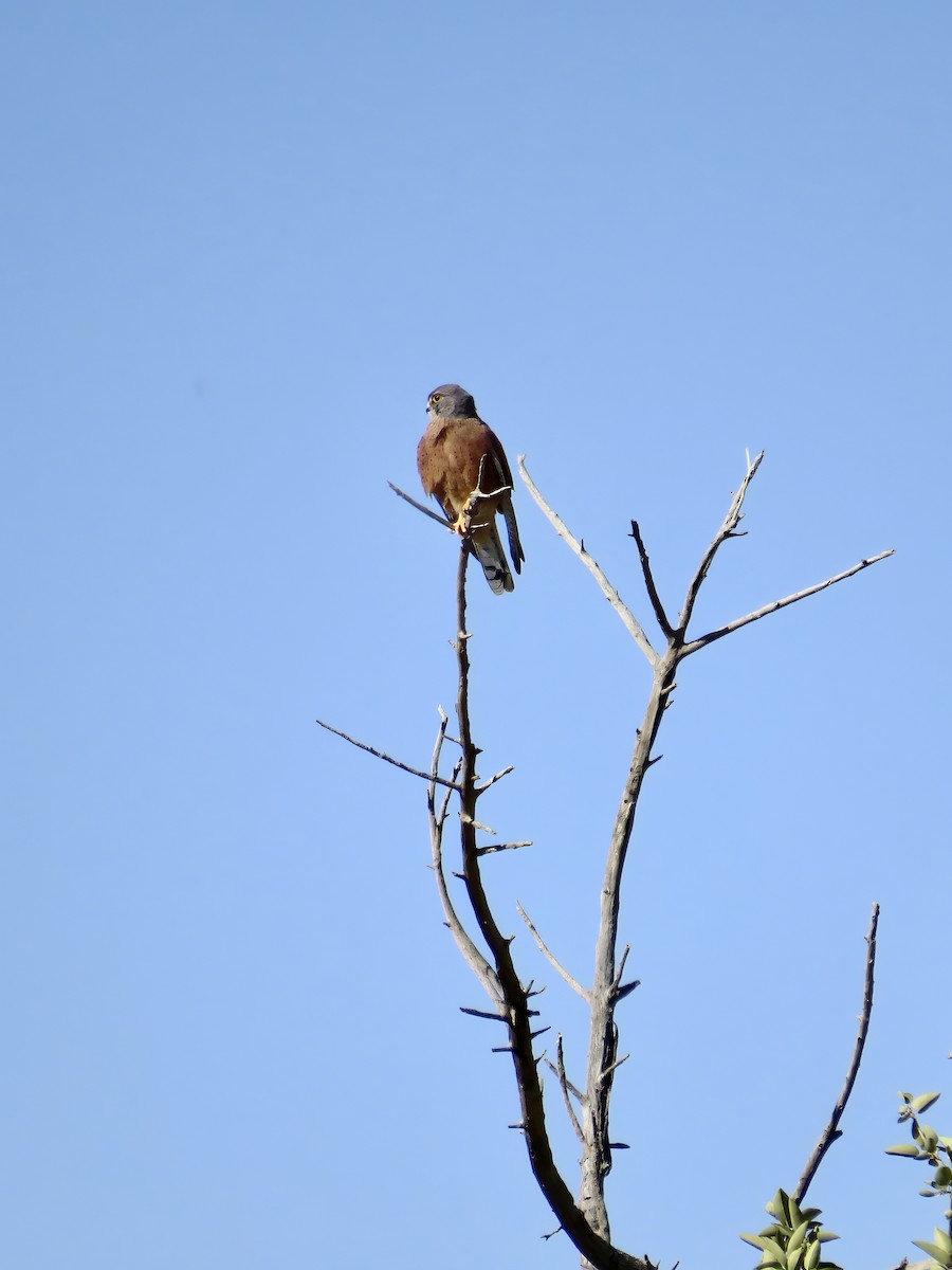 Kaya Kerkenezi - ML645466873