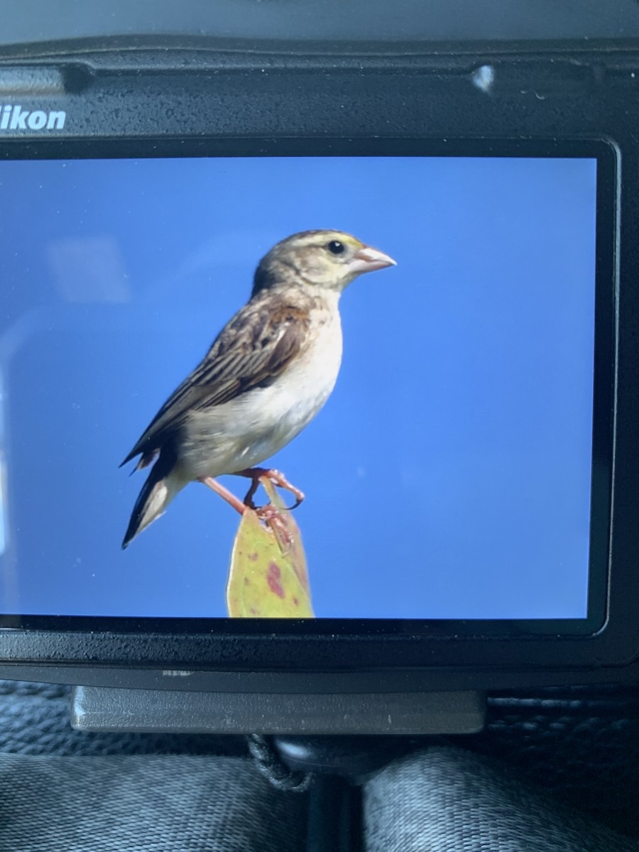 Northern Red Bishop - ML645466874