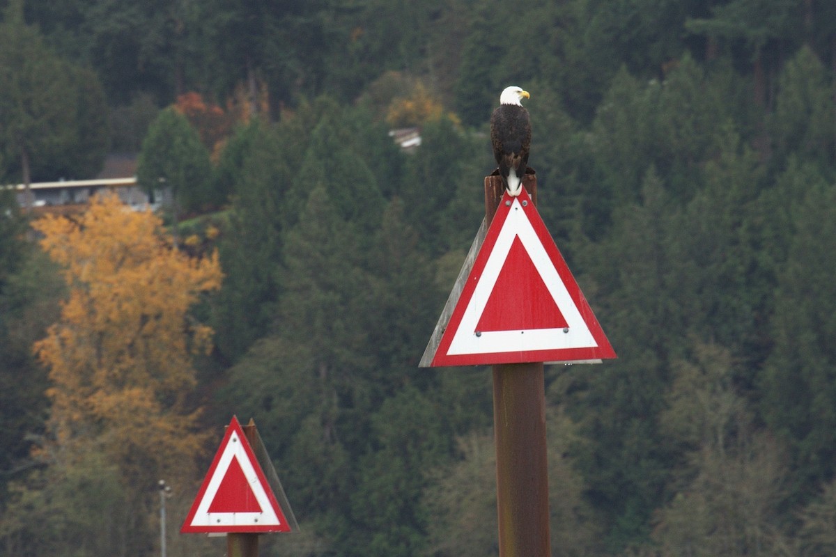 Bald Eagle - ML645466876