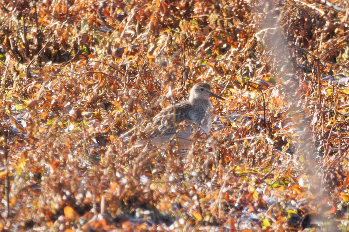 Pectoral Sandpiper - ML645466899