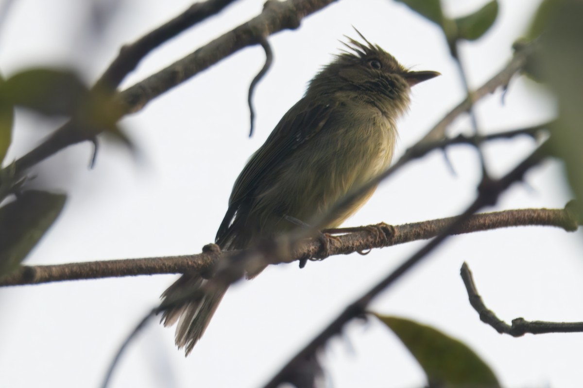 Yellow-bellied Elaenia - ML645466904