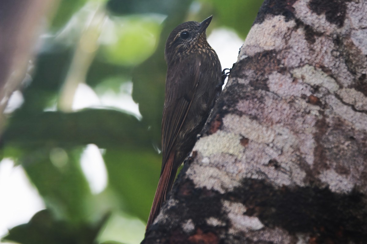 Wedge-billed Woodcreeper - ML645466918
