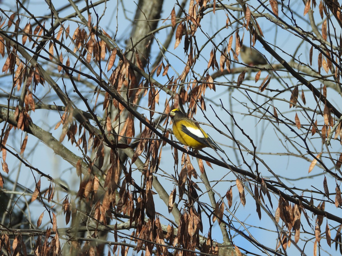 Evening Grosbeak - ML645466923