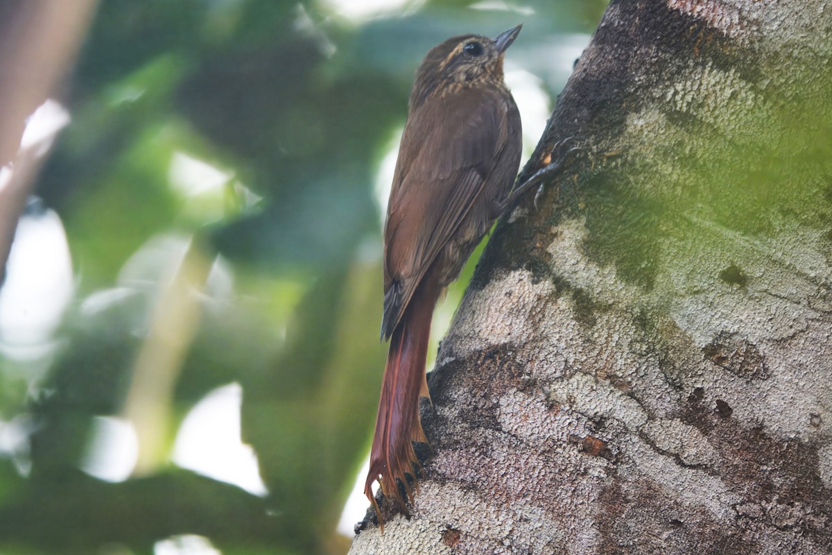 Wedge-billed Woodcreeper - ML645466925
