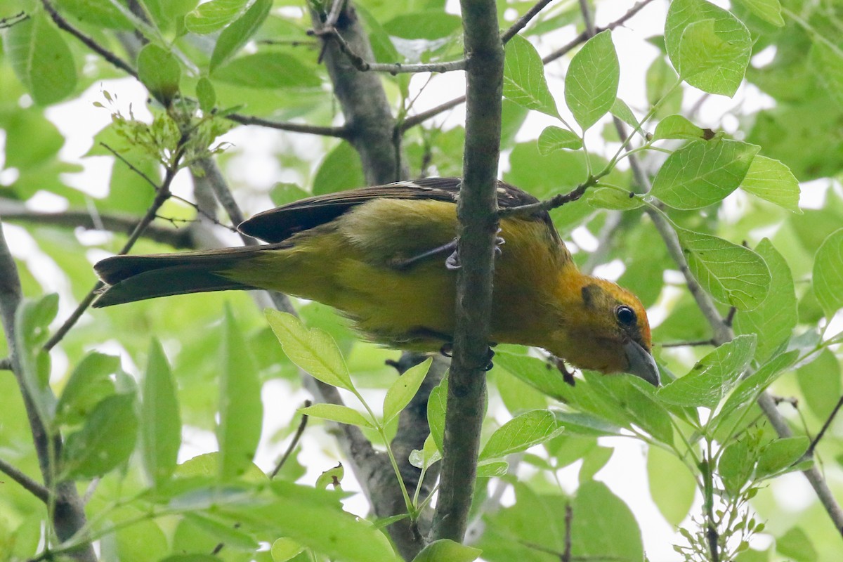Flame-colored Tanager - ML645466927