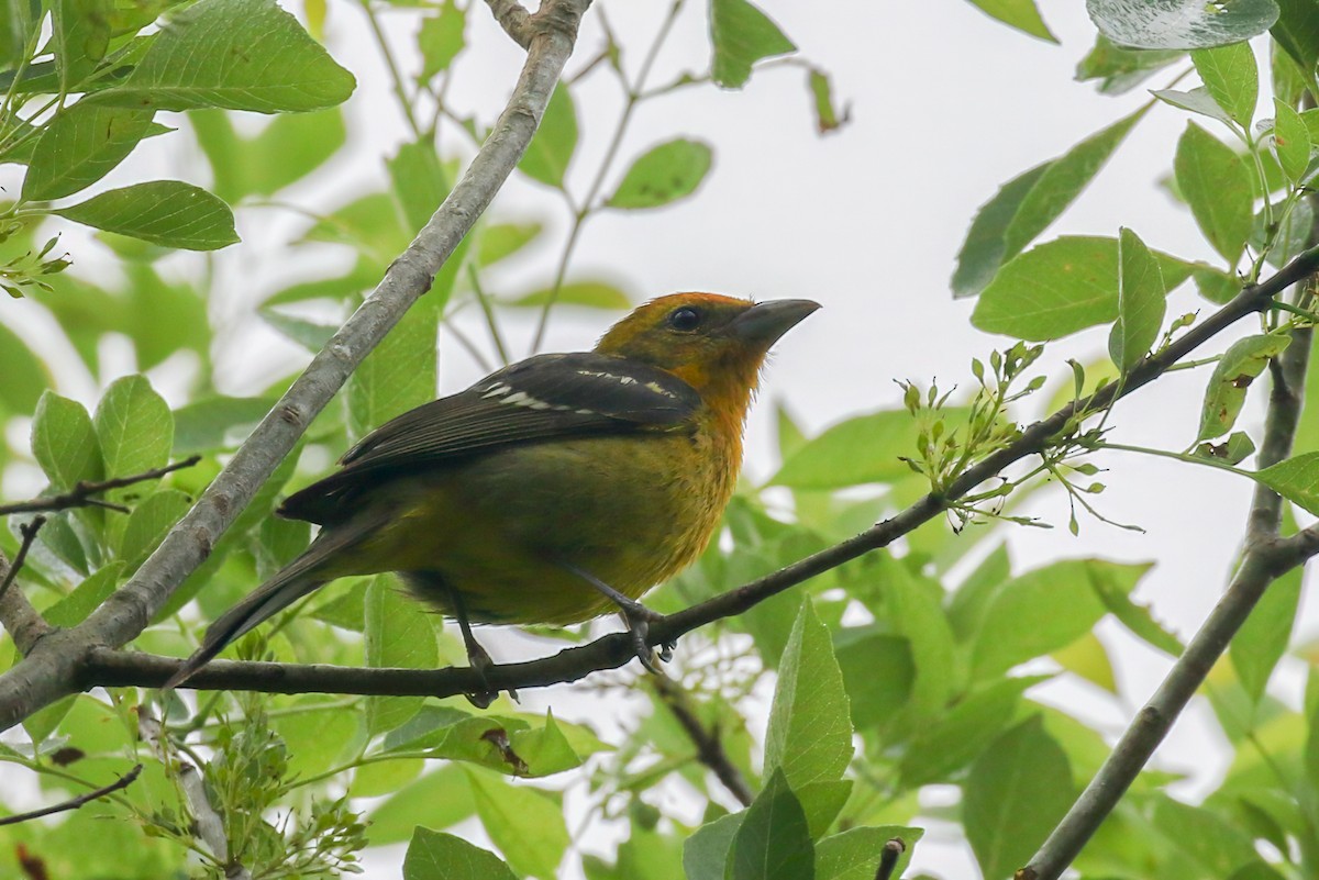 Flame-colored Tanager - ML645466928