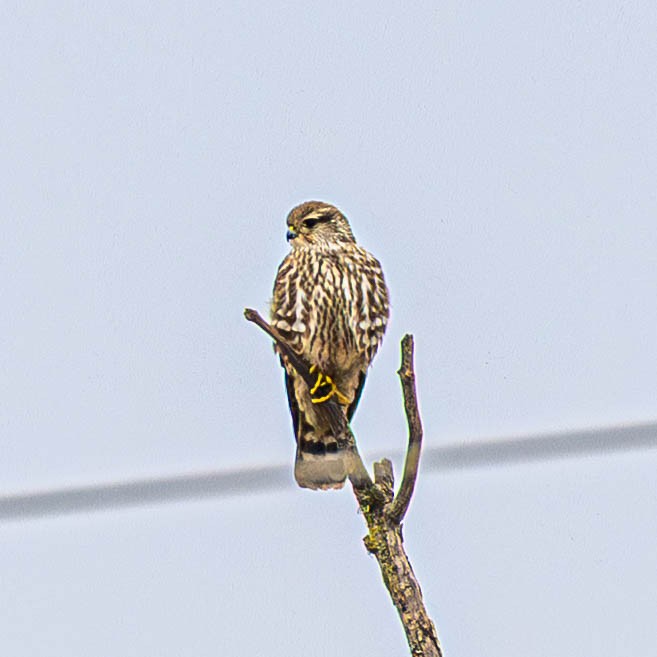 Merlin - ML645466931