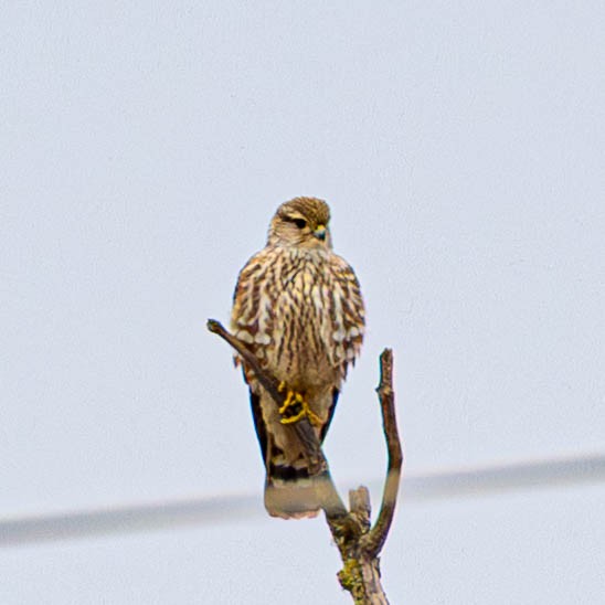 Merlin - ML645466932