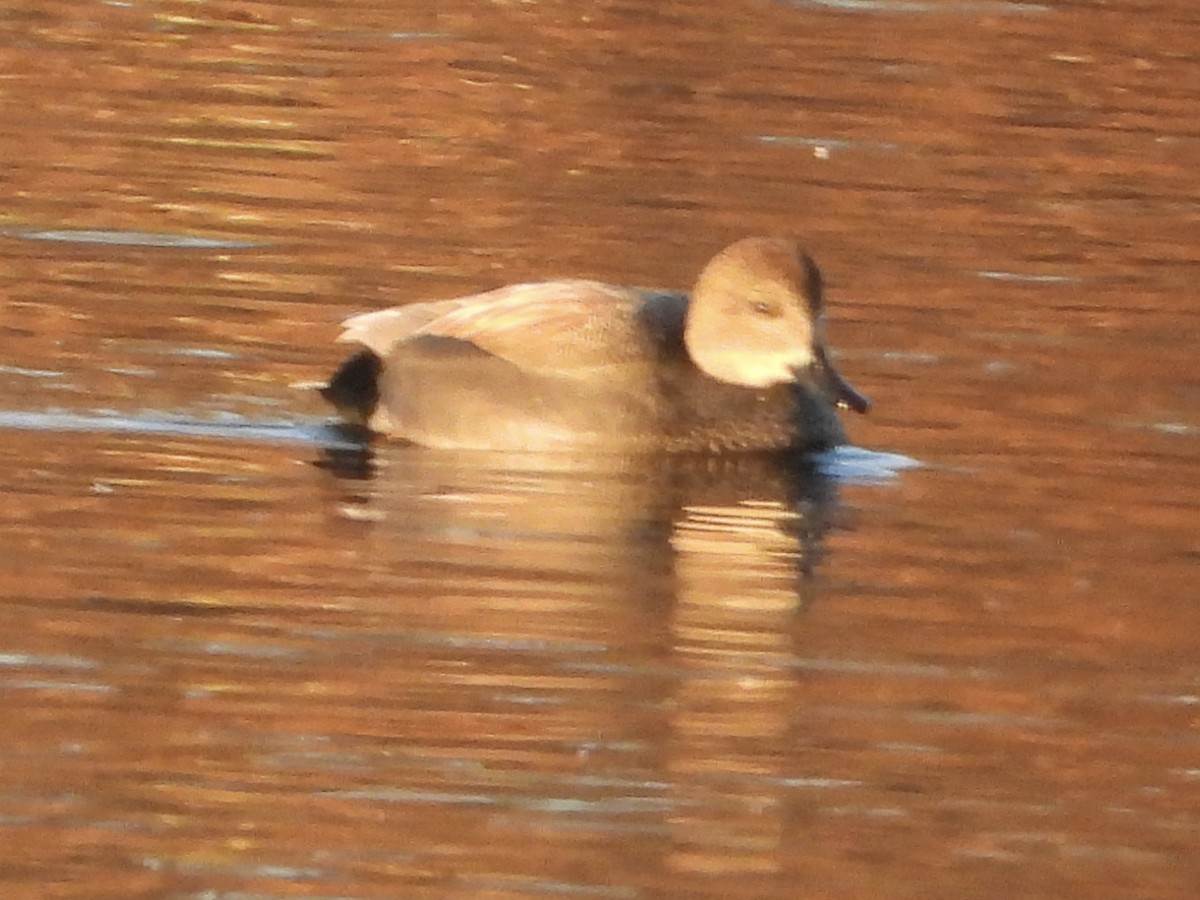 Gadwall - ML645466936