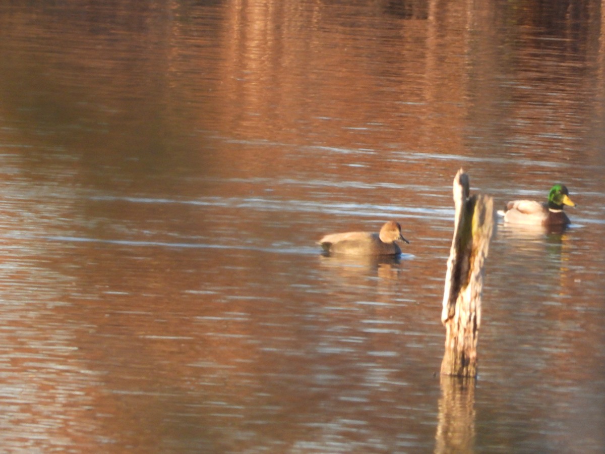 Gadwall - ML645466937