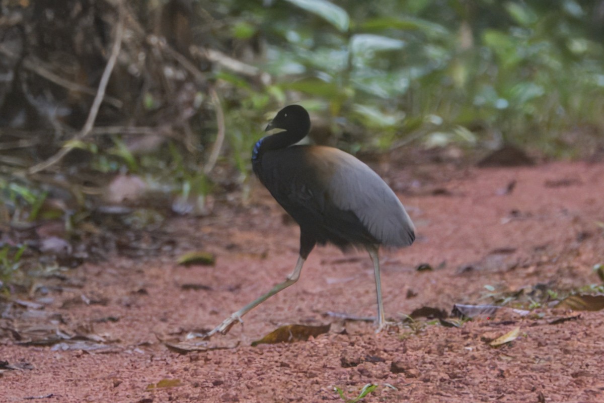 Gray-winged Trumpeter - ML645466941