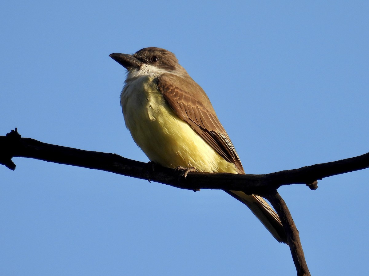 Thick-billed Kingbird - ML645466944
