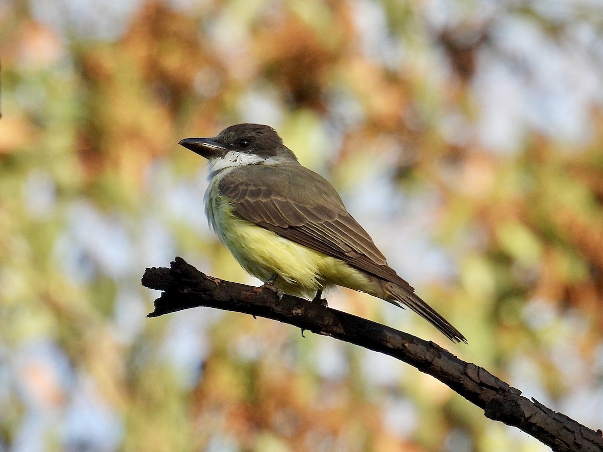 Thick-billed Kingbird - ML645466945