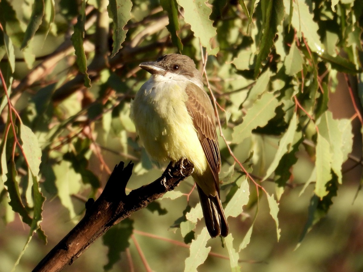 Thick-billed Kingbird - ML645466946