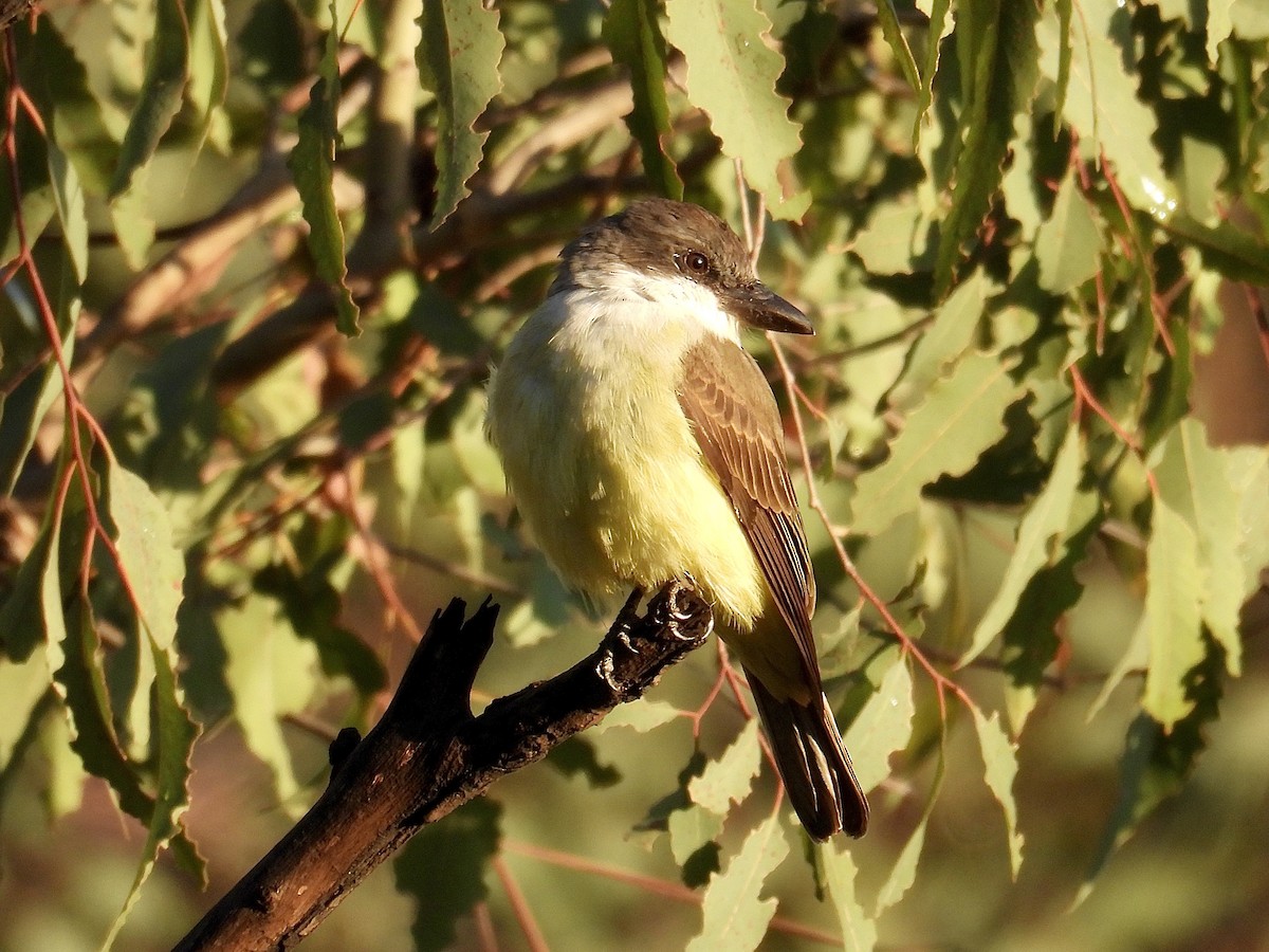 Thick-billed Kingbird - ML645466947