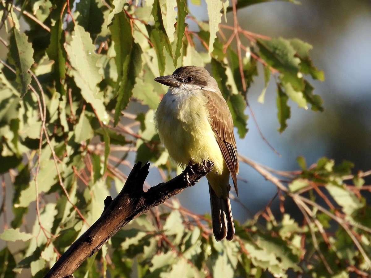 Thick-billed Kingbird - ML645466948