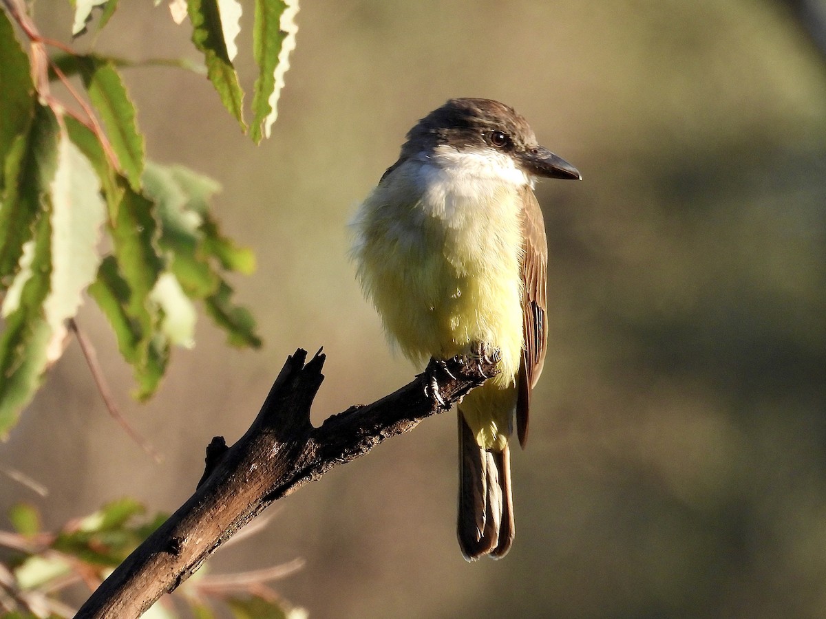 Thick-billed Kingbird - ML645466949