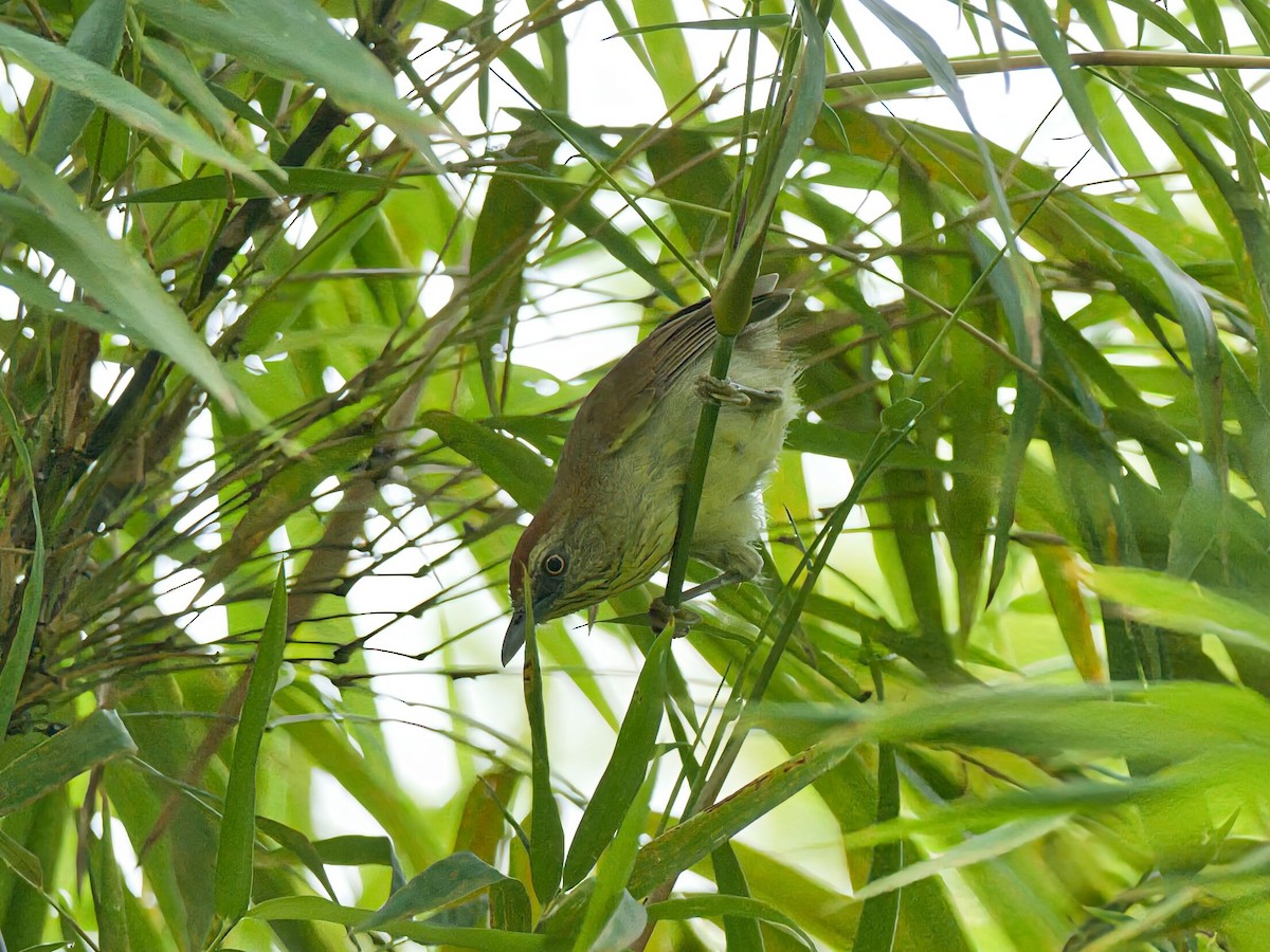 Pin-striped Tit-Babbler - ML645466950