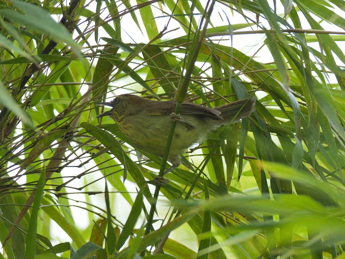 Pin-striped Tit-Babbler - ML645466951