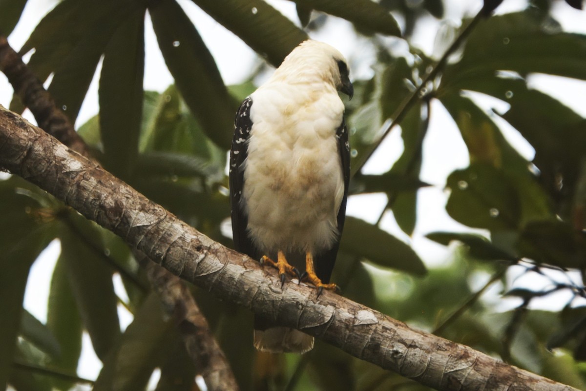 Black-faced Hawk - ML645466952