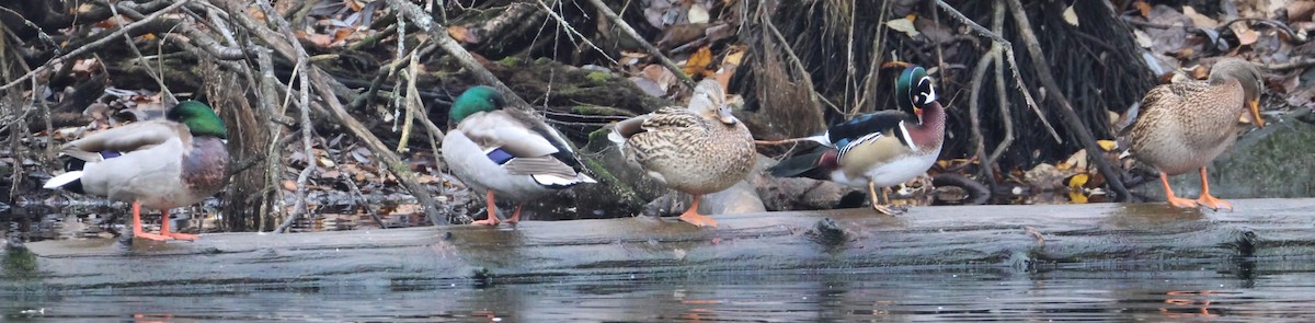 Wood Duck - ML645466953