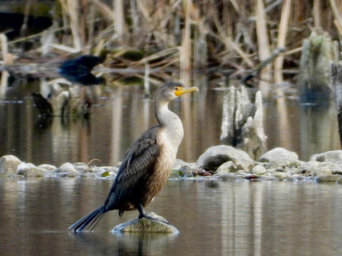 Double-crested Cormorant - ML645466959