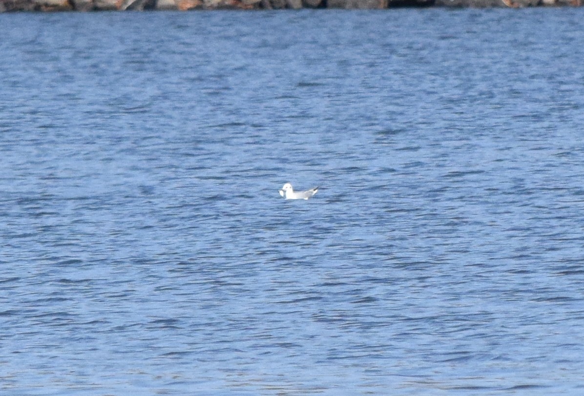 Bonaparte's Gull - ML645466962