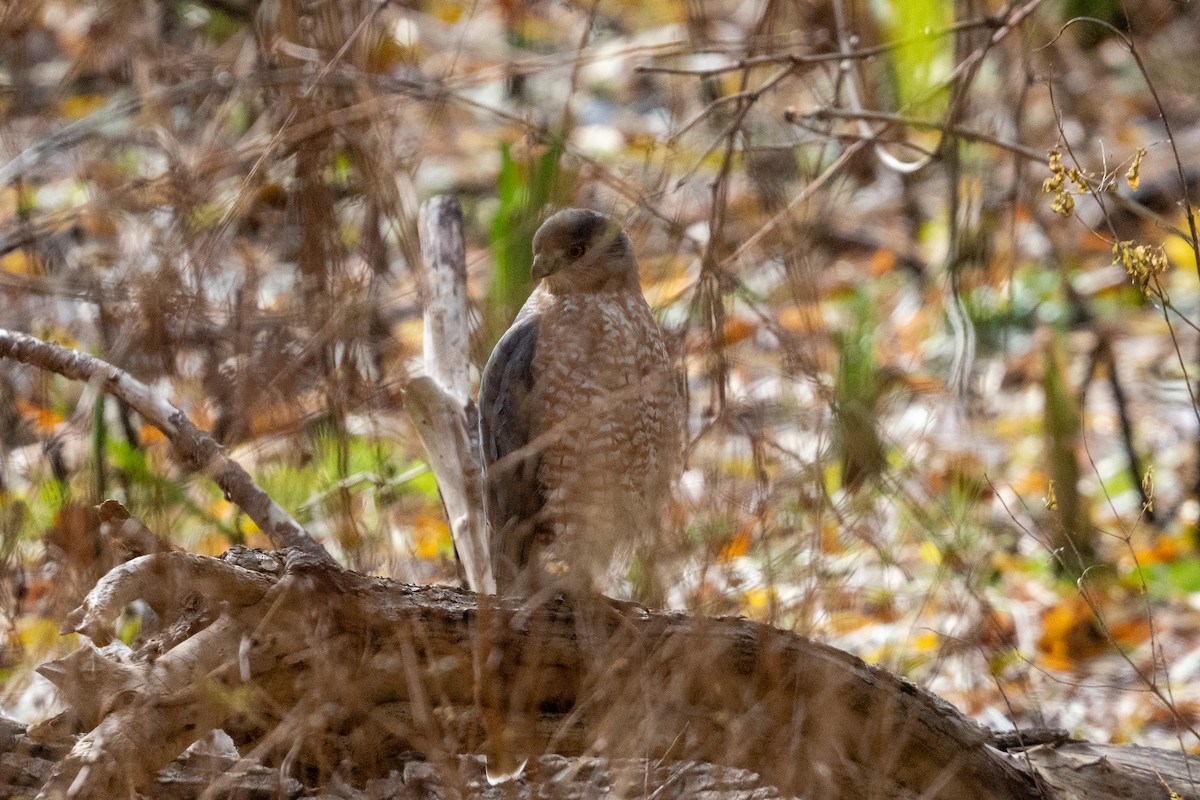 Cooper's Hawk - ML645466963