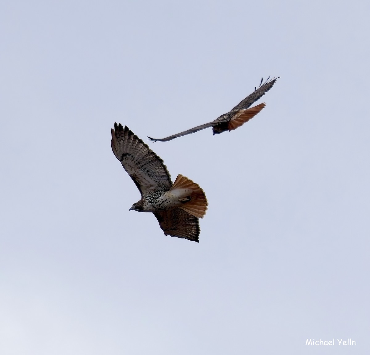 Red-tailed Hawk - ML645466968