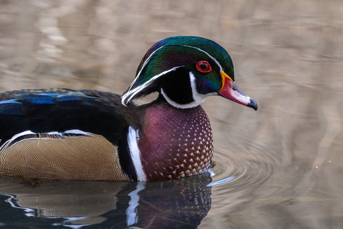 Wood Duck - ML645466969