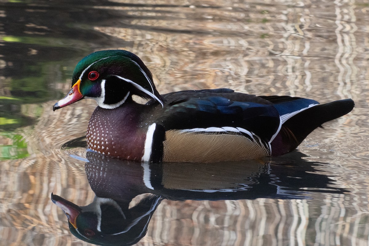 Wood Duck - ML645466970