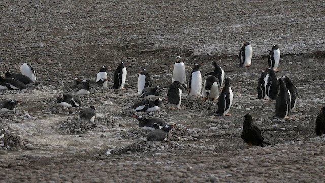 Gentoo Penguin - ML645466973