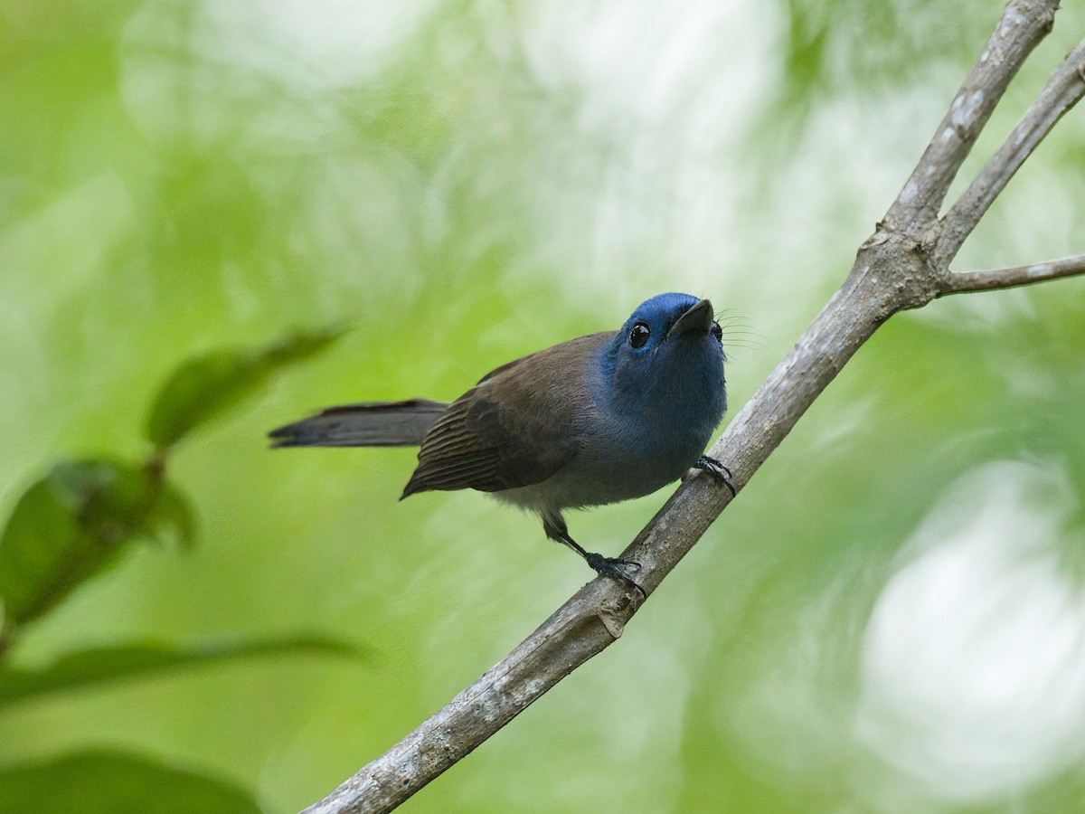 Black-naped Monarch - ML645466975