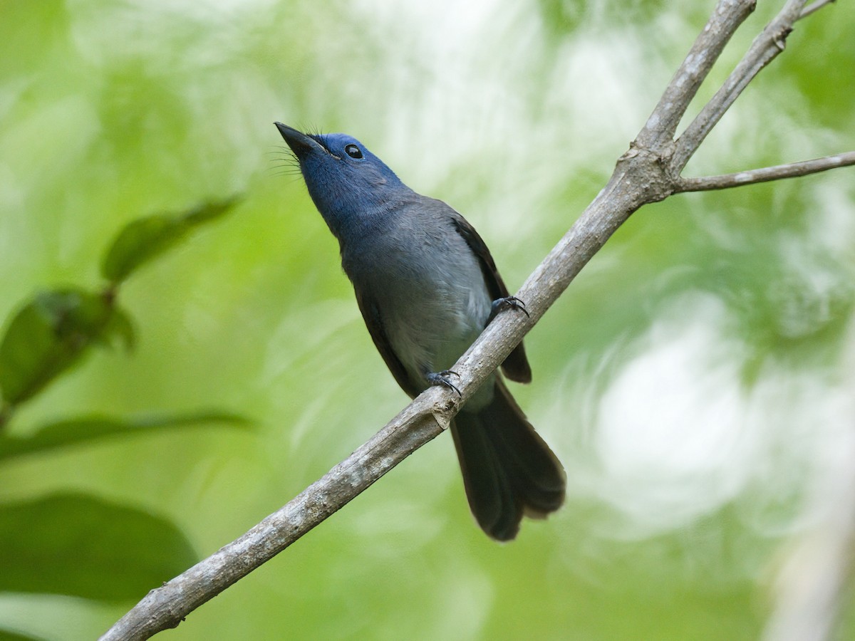 Black-naped Monarch - ML645466976