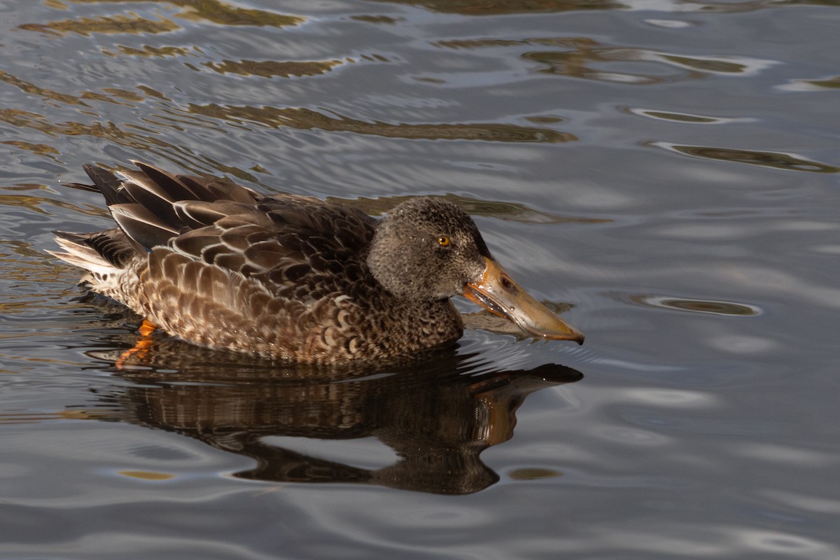 Northern Shoveler - ML645466979