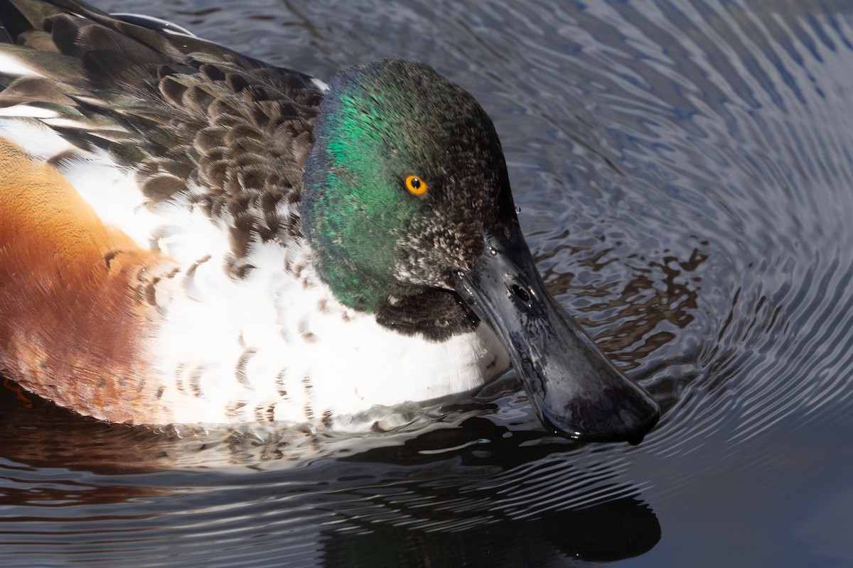 Northern Shoveler - ML645466980