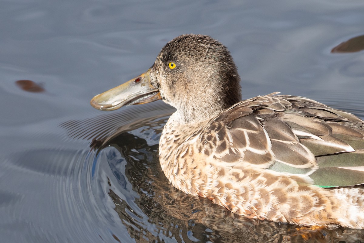 Northern Shoveler - ML645466981