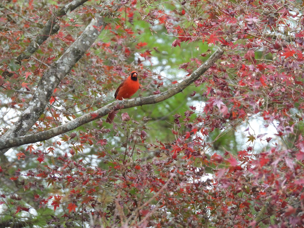 Northern Cardinal - ML645466982