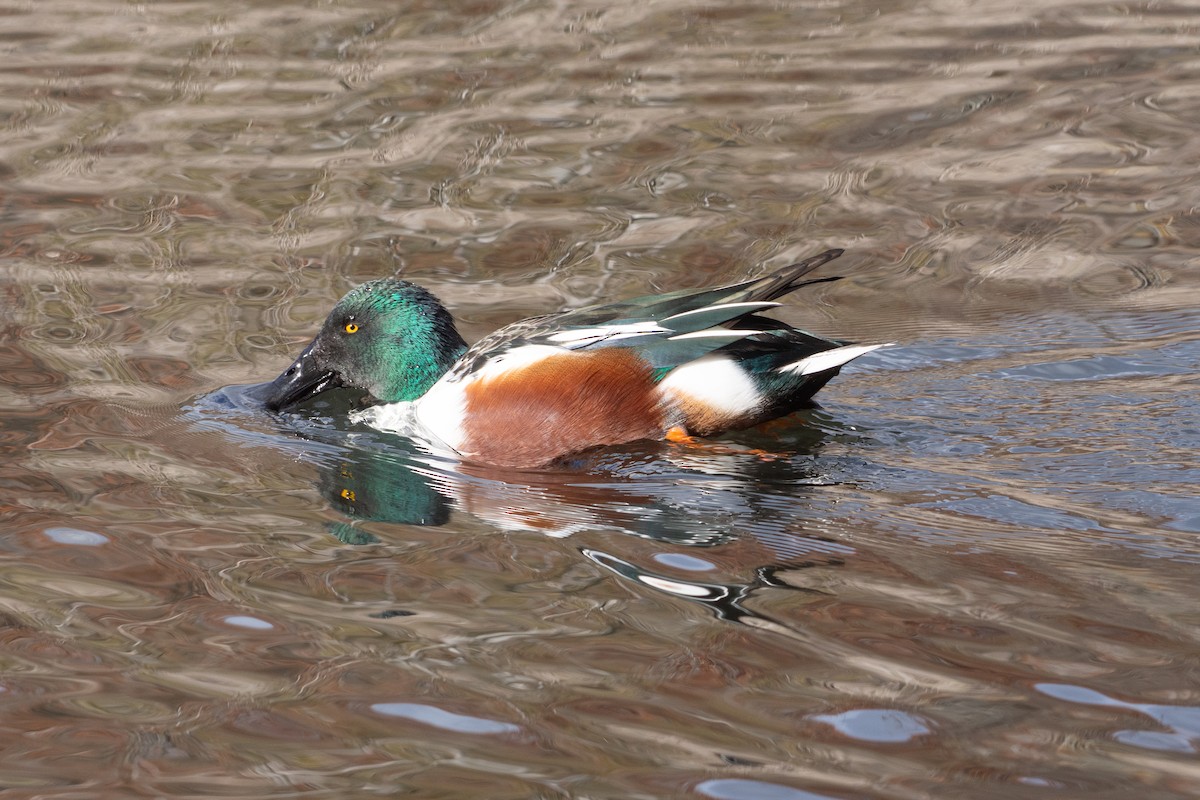 Northern Shoveler - ML645466983