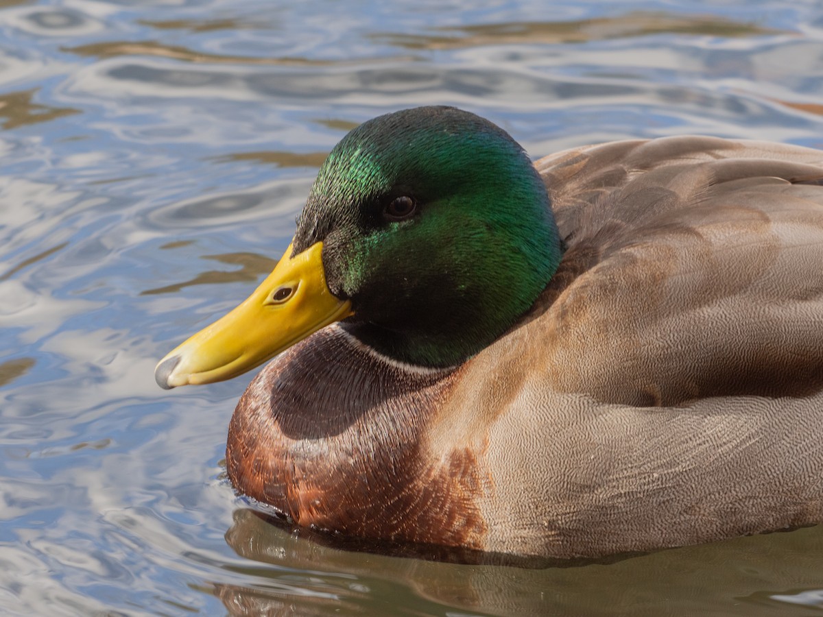 Mallard - ML645466987