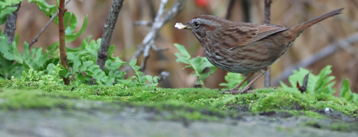 Song Sparrow - ML645466988
