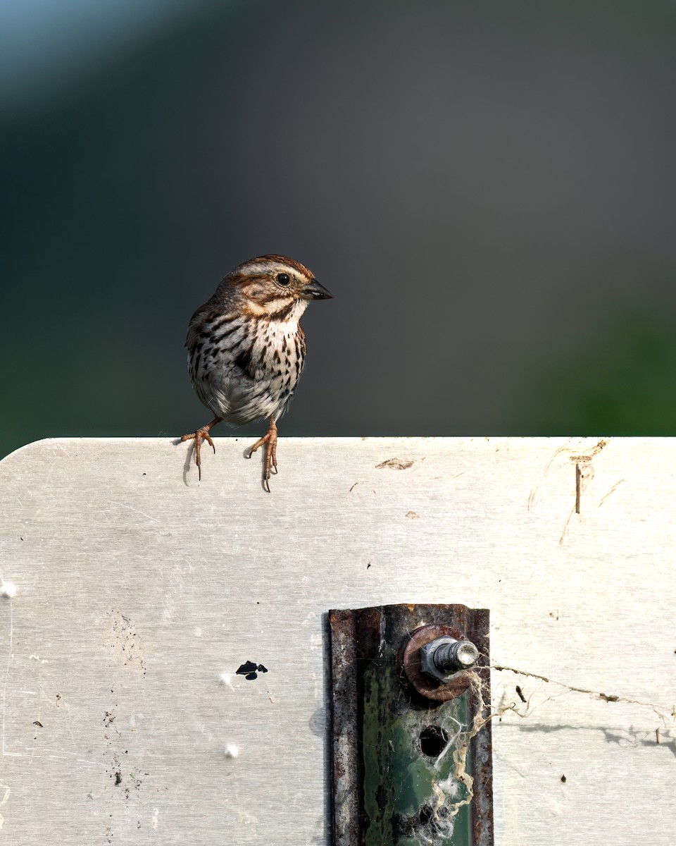 Song Sparrow - ML645466989