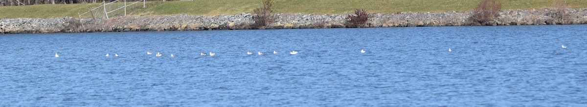 Bonaparte's Gull - ML645466993