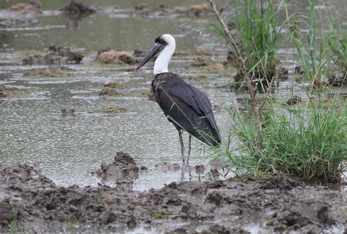 African Woolly-necked Stork - ML645466994