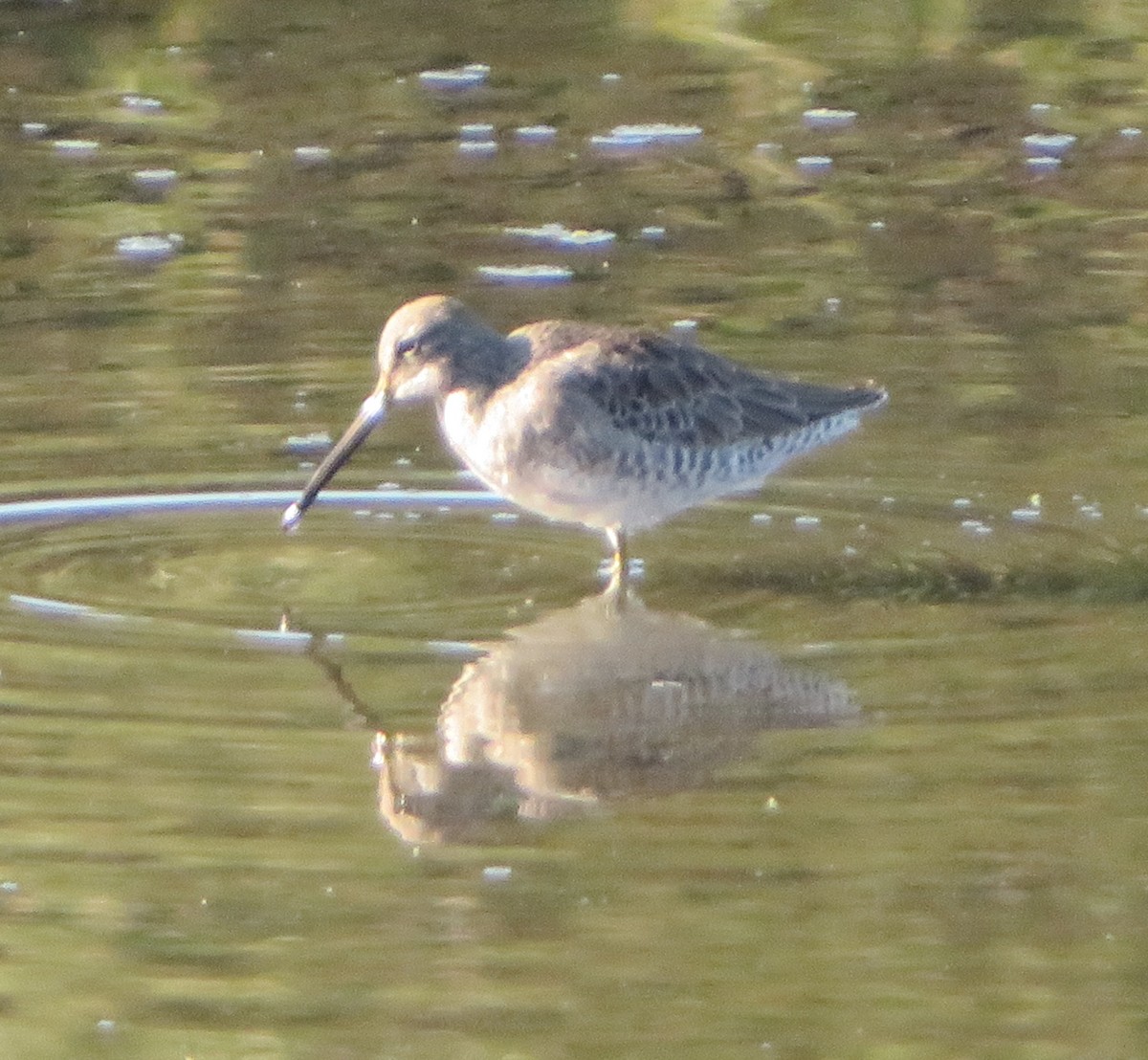 Long-billed Dowitcher - ML645466997