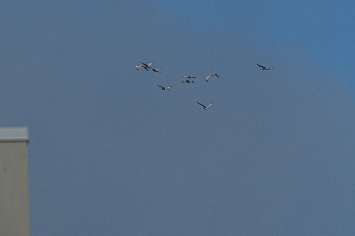 Орог тогоруу - ML645466999