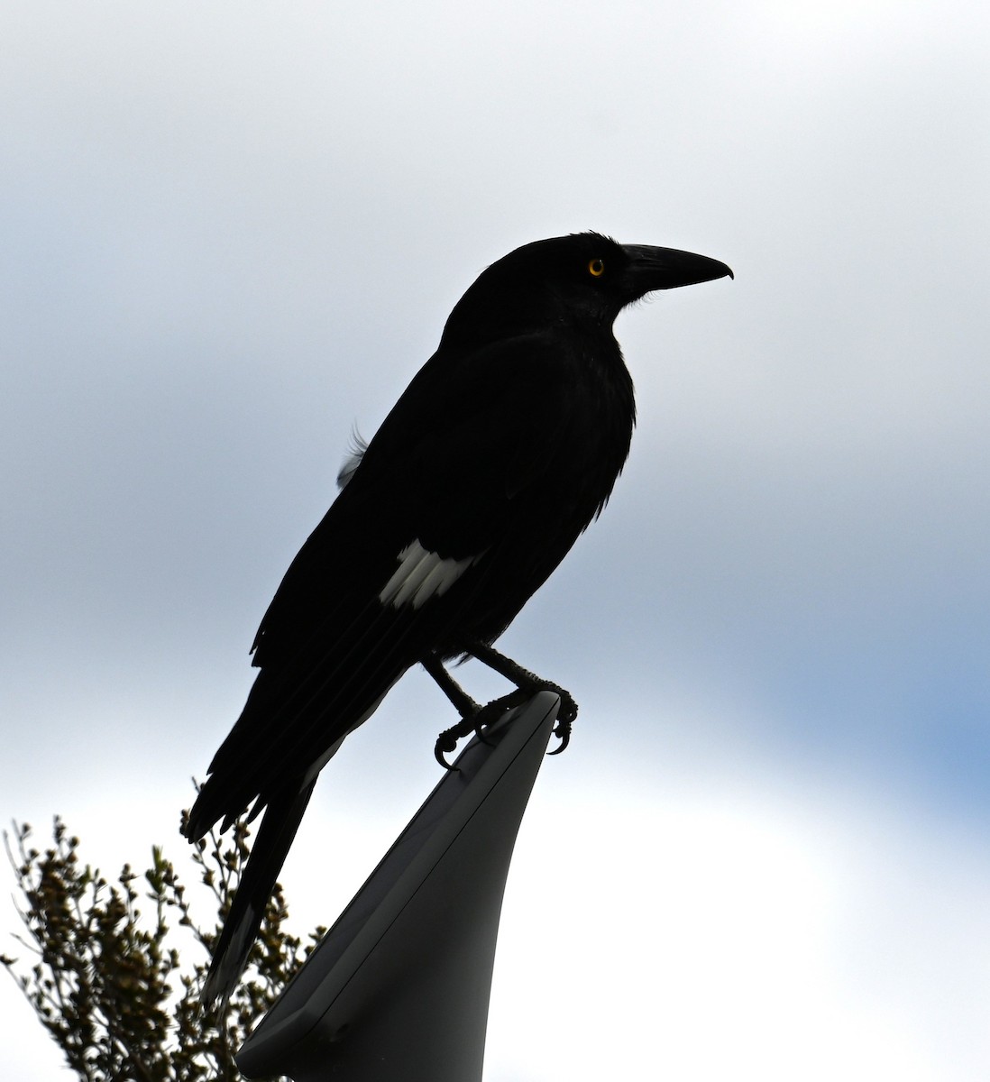 Verdugo Pío - ML645467001