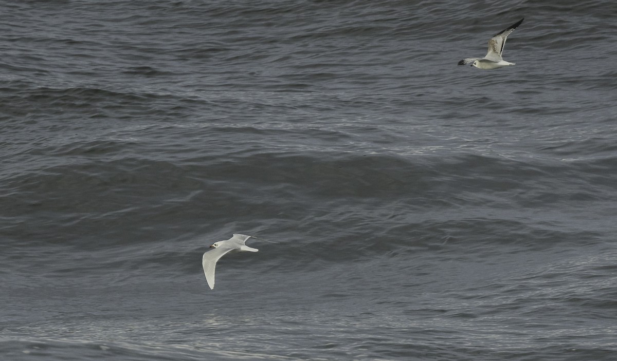 שחף שחור-ראש - ML645467003